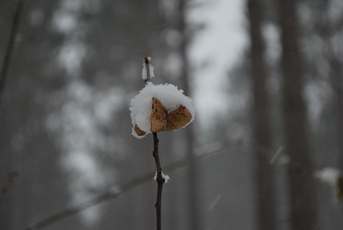 Tyler's Camera 028 (15) | by Tyler Knorr