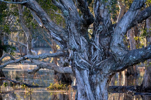 trees landscape flooding bark wetlands trunks lateafternoon myrtaceae paperbarks melaleucaquinquenervia broadleavedpaperbark tuckeanswamp