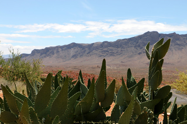 Desert vegetation, Valley of Fire State Park, Nevada
