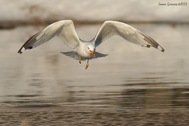Goéland à bec cerclé / Ring-billed Gull
