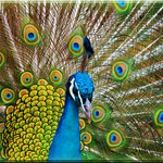 peacocks courtship dance