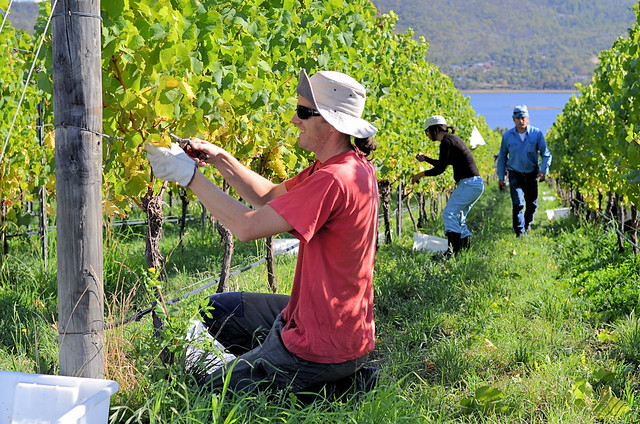 Chardonnay harvest, vintage 2012