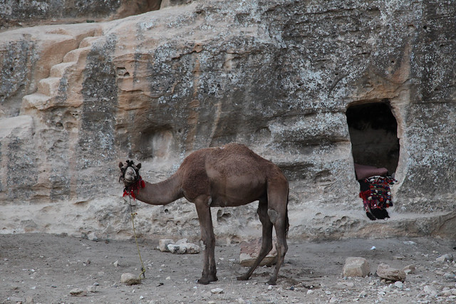Tethered Camel Little Petra Jordan Middle East