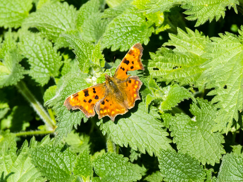Comma butterfly on nettle