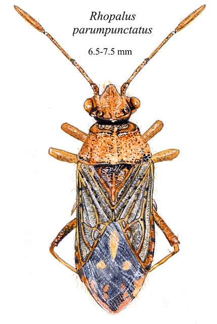 Rhopalidae - Rhopalus parumpunctatus