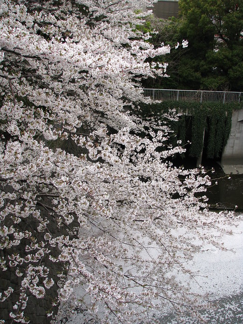 Kagurazaka 神楽坂 - Canal 運河 - Full Blossomed Cherry Tree 満開の桜