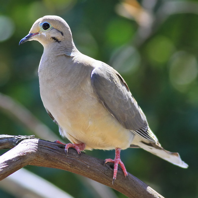 juvenile mourning dove