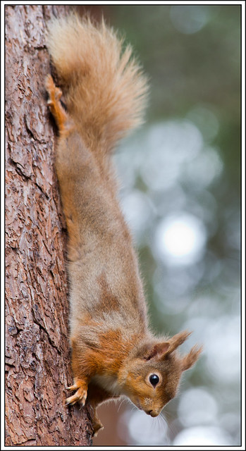 Skye / Scotland 2012 - Day 8 Red Squirrel (2)