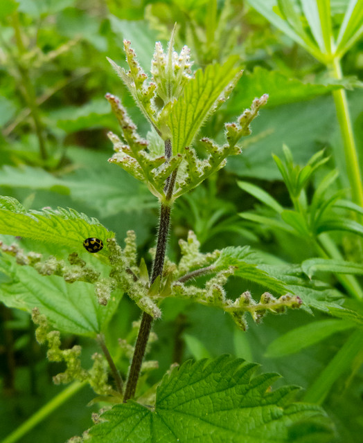 Flowering nettle with small ladybird