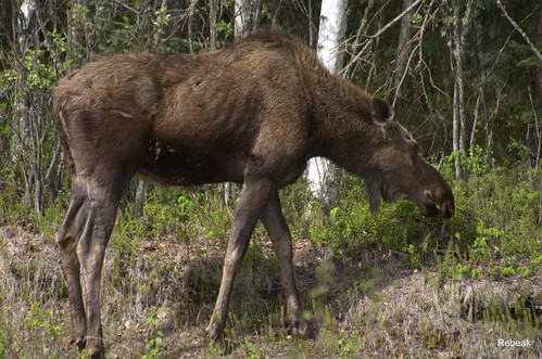 trees nature animal fur nikon feeding moose deer rebeak