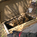 Et voila! Bees in their new home.