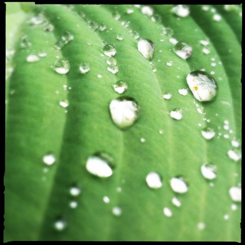 #green #leaf #nature #tree #ig #igers #igaddict #instaddict | by Withoutmeri