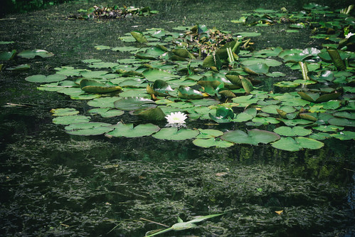 Water Lilies (30/05/2016)