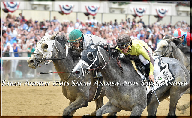 Grey-fecta! Creator, Destin, Lani at the wire in the 2016 Belmont Stakes