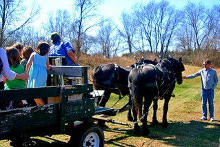 Uncovered horse-drawn wagon ride
