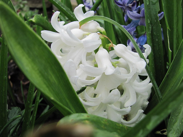 img_0045 - White Hyacinth