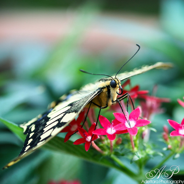 ~Yellow Swallowtail~