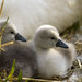 Flickr photo 'Mute swan hatchlings' by: Chris_Moody.
