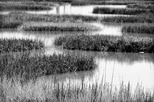 bw nature water grass texas tx bayou maze marsh waterway canonef70200mmf28lisusm canonextenderef2xii bayouvista canoneos5dmarkii canon5dmarkii