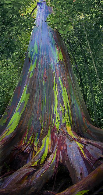 Painted Eucalyptus