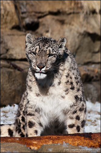 Unimpressed Snow Leopard | by jfelege