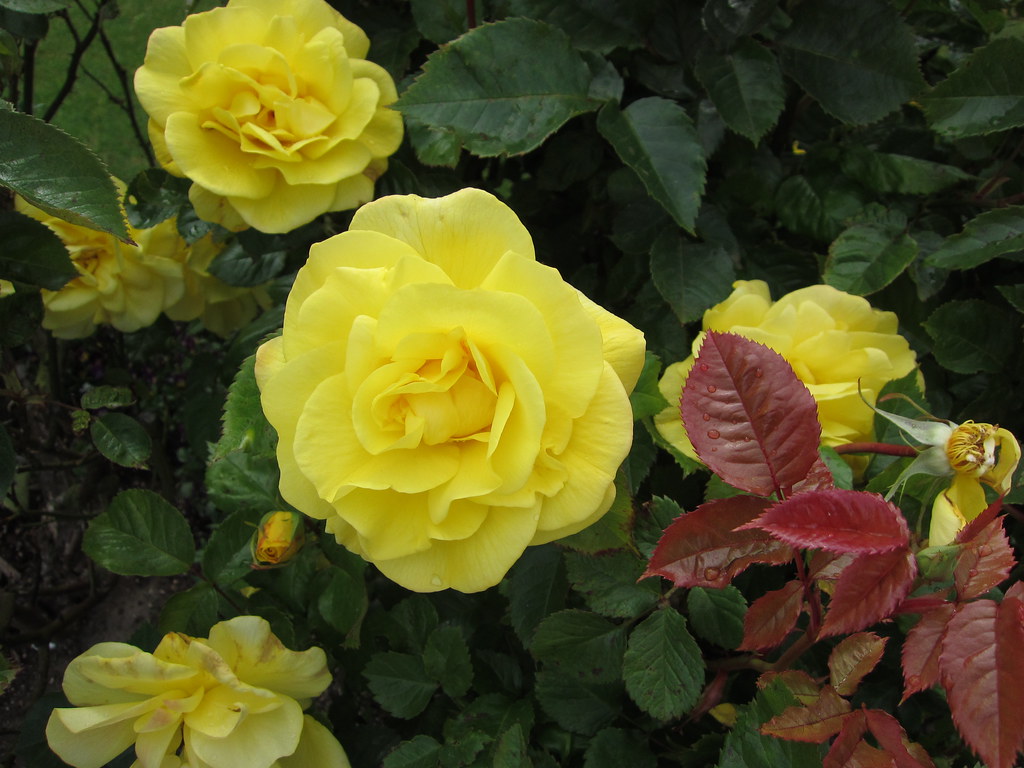 Golden Blooms | Seen in a garden in Edmonds. | jchants | Flickr