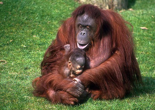 Orang Utan
