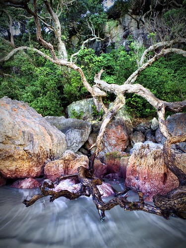 trees red newzealand beach water rock aperture rocks shoreline wave olympus shore nz nik e3 zuiko gitzo zd 1260mm gt2542l