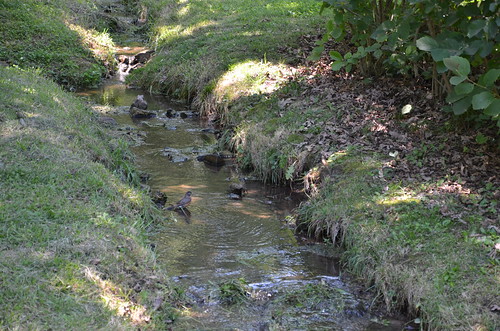 park nature water robin birds animal animals creek outdoors wildlife parks missouri nianguariver webstercounty marshfieldmo marshfieldmissouri hiddenwatersnaturepark
