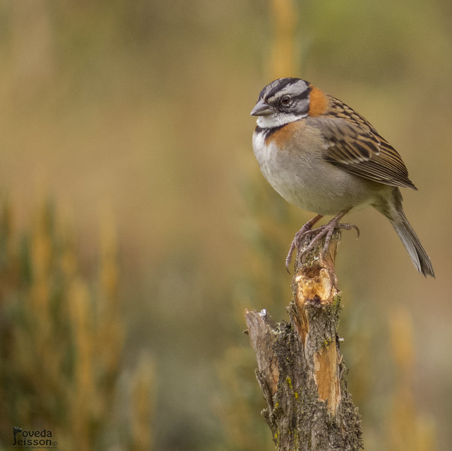 Copetón, Pinche o Afrechero (Zonotrichia capensis)-Rufous-collared Sparrow