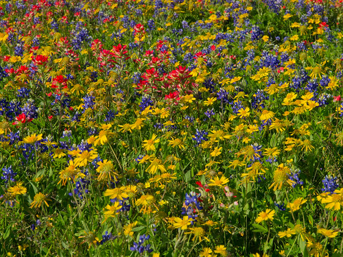 flowers texas bloom wildflowers