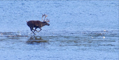 A Trip to Alaska in Search of the Future of Climate Change | by Berkeley Lab