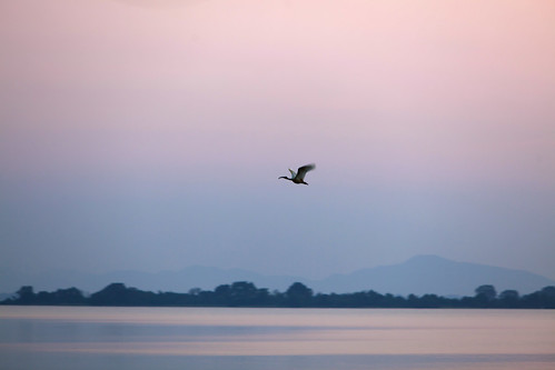 sunset lake bird srilanka ceylon polonnaruwa 斯里兰卡 parakramasamudra 锡兰 波隆纳鲁沃 topawewa