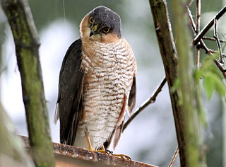 Sparrowhawk In The Rain 4 | by Judy's Wildlife Garden