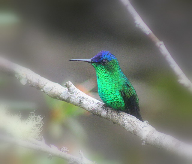 Profile, hummingbird