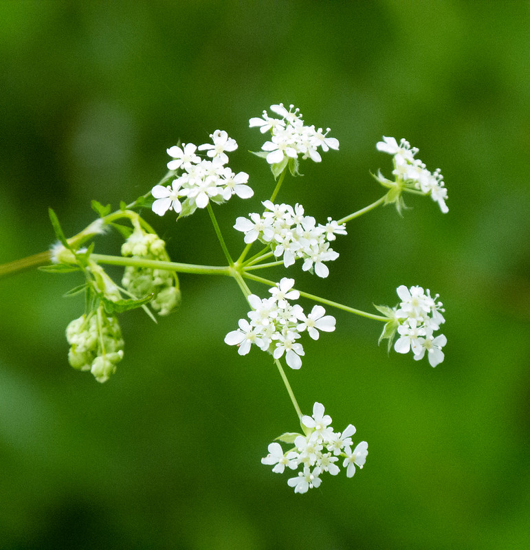 Umbellifer flowers