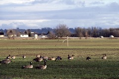 Geese and Scarecrow - I-5 and State