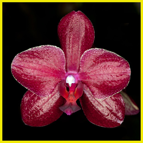 red orchid nairobi phalaenopsis flowerscolors nairobikenya fantasticflower flowersarebeautiful saritcentre awesomeblossoms marumiringflash kenyaorchidshow2014 macswildpixels