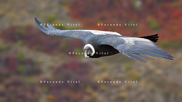Cóndor Andino (Vultur gryphus) / Bariloche / Patagonia Argentina