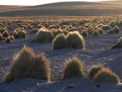 Grass bunches - Pastos entre San Antonio de Lípez y Cabreria en el camino hacia Tupiza, Departamento de Potosí, Bolivia