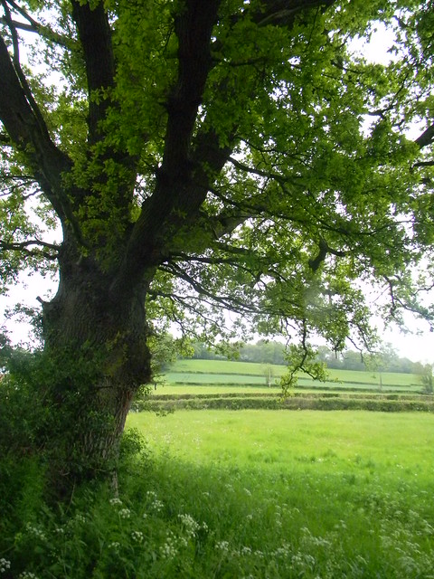 Tree , field Cowden to Eridge