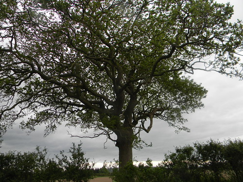 Big tree Uckfield to Lewes