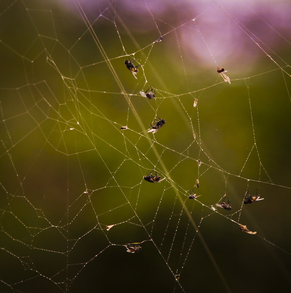 Insects caught in spider web | I took this shot of a spider … | Flickr