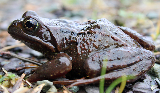 Rana temporaria (Common frog)