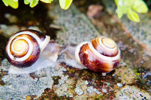 Snails making contact