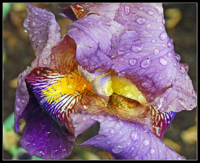 Iris with raindrops