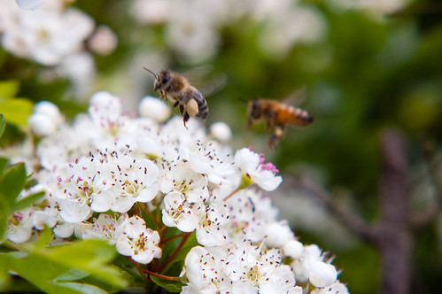 Bees on hawthorn flowers