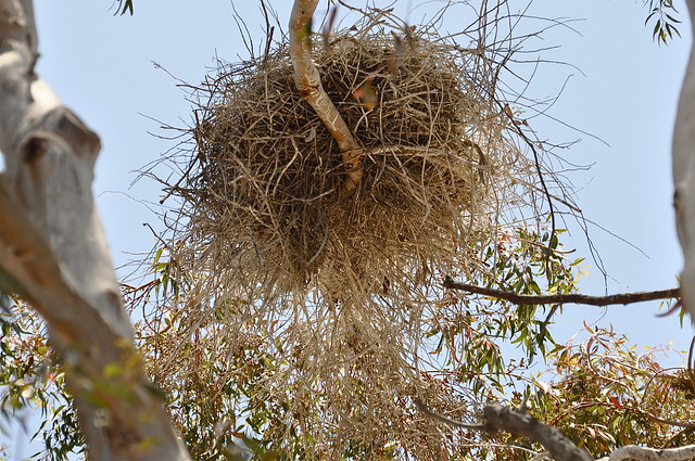 Wanna See a Big Nest