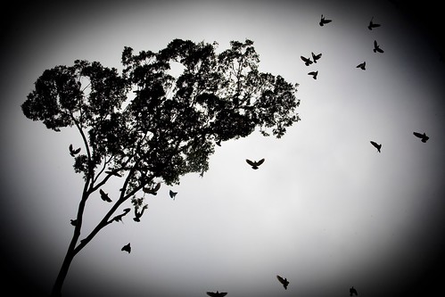 Leaving Home/Dejando casa by Rod Anzaldua, bw white black tree birds arbol fly dove bn palomas tehuacan puebla vuelo