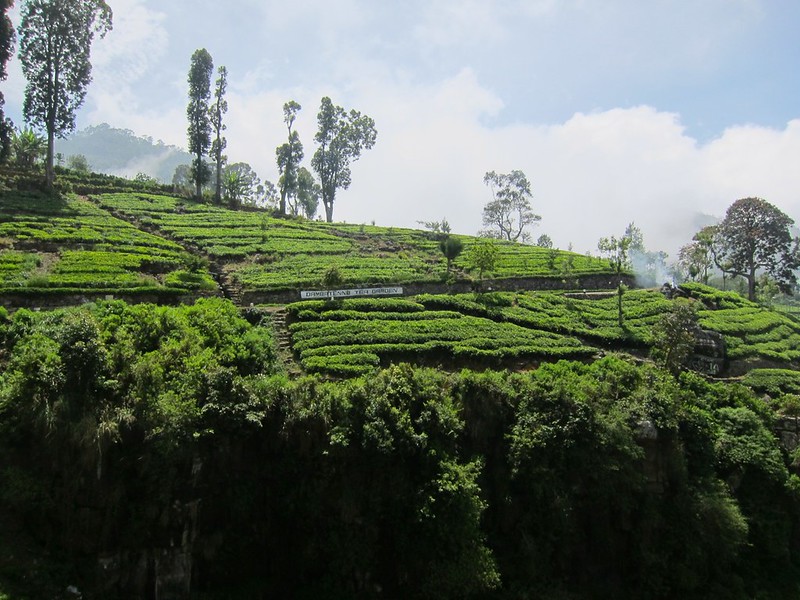 Tea Plantations, Haputale, Sri Lanka